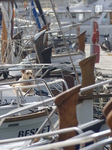 FZ028313 Dog on traditional boat.jpg